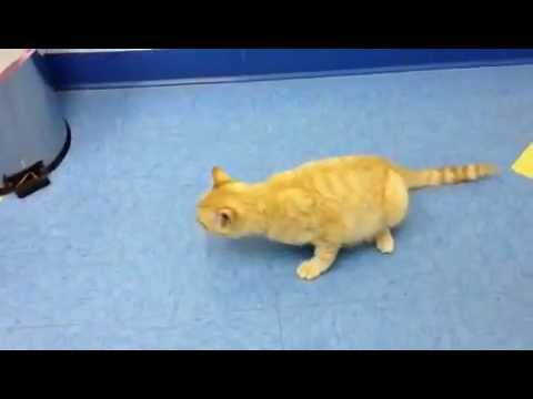 Video: Symptomen Van Hondsdolheid Bij Katten