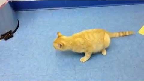 Cat with Rabies