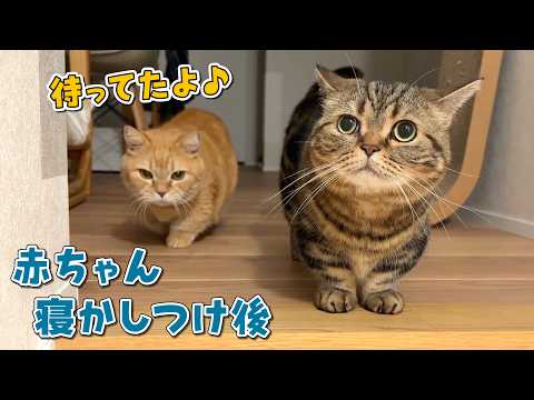赤ちゃんが寝た後の時間が楽しみでママを待ってる猫たちが可愛すぎる！