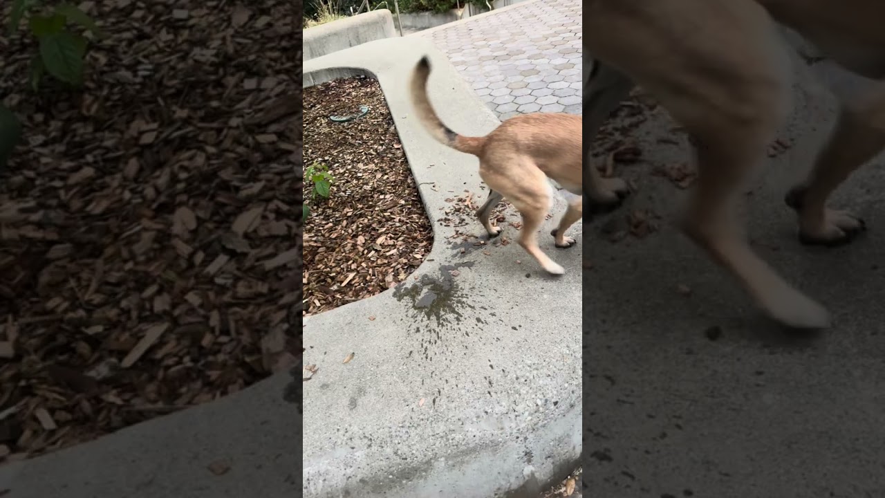 My dog D’Artagnan has a quirk…