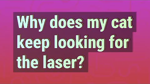 Why does my cat keep looking for the laser?