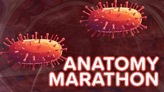 marathon songs human anatomy klt anatomy