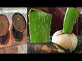 How to grow Aloe Vera in potato and banana | amazing method to grow Aloe Vera Faster