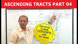 Spinothalamic Tract | Ascending Tracts | Part 4/4