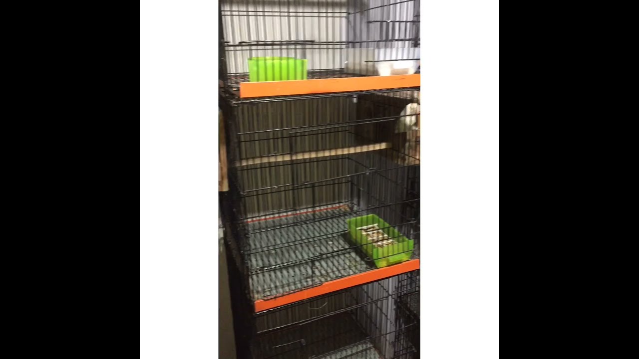 Our Setup of love birds and Australian birds 