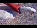 Two Feet - Go F*ck Yourself Plantilla para momo