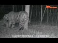 An Amur tiger killed a sika deer