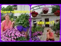 🤔🌺ПЕТУНИЯ/Фуксии/Бегонии/Как сохранить до следуюшего лета?Черенковать или нет?Ваш выбор.