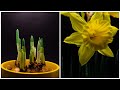 Daffodil flower time lapse  three weeks