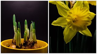 Daffodil Flower Time Lapse - Three Weeks Resimi