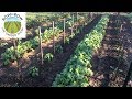 What is the Best Design for a Vegetable Garden?