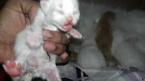 Video 275561: colour persian cat kitten, persian cat kitten white, persian cat newborn baby