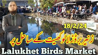 Lalukhet Sunday Birds Market 18 February 2024 latest update|Lalukhet Birds Market 2024|Zunair Birds