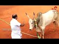 Man controlling bull in jallikattu