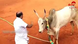 Man controlling bull in jallikattu. screenshot 4