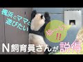 【結浜🎀大暴れ②仕切り扉芝生ガリガリN飼育員さんが救世主】モート昇り降り疾走でんぐり返し #ぽめぱん #PandaChannelbypomeranianfilm