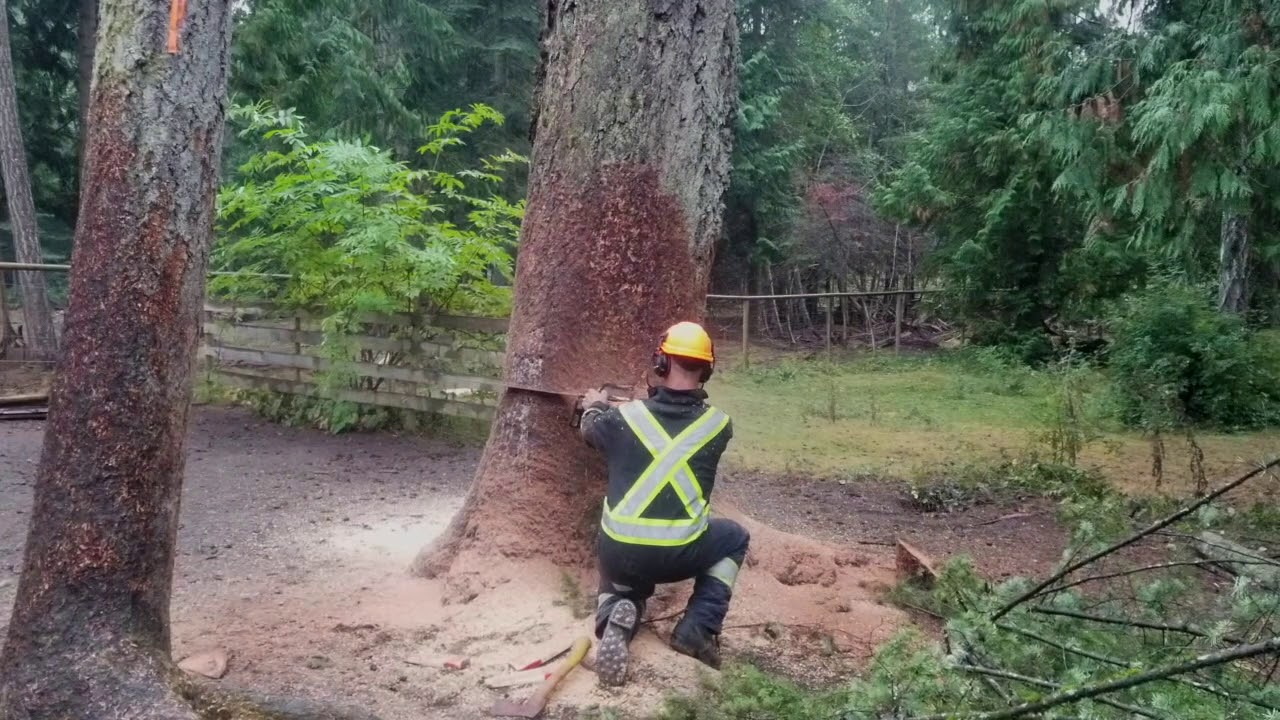 Precision Tree Felling - YouTube