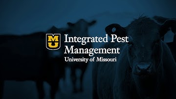 Forage Management for Efficient Reproduction in Beef Cows