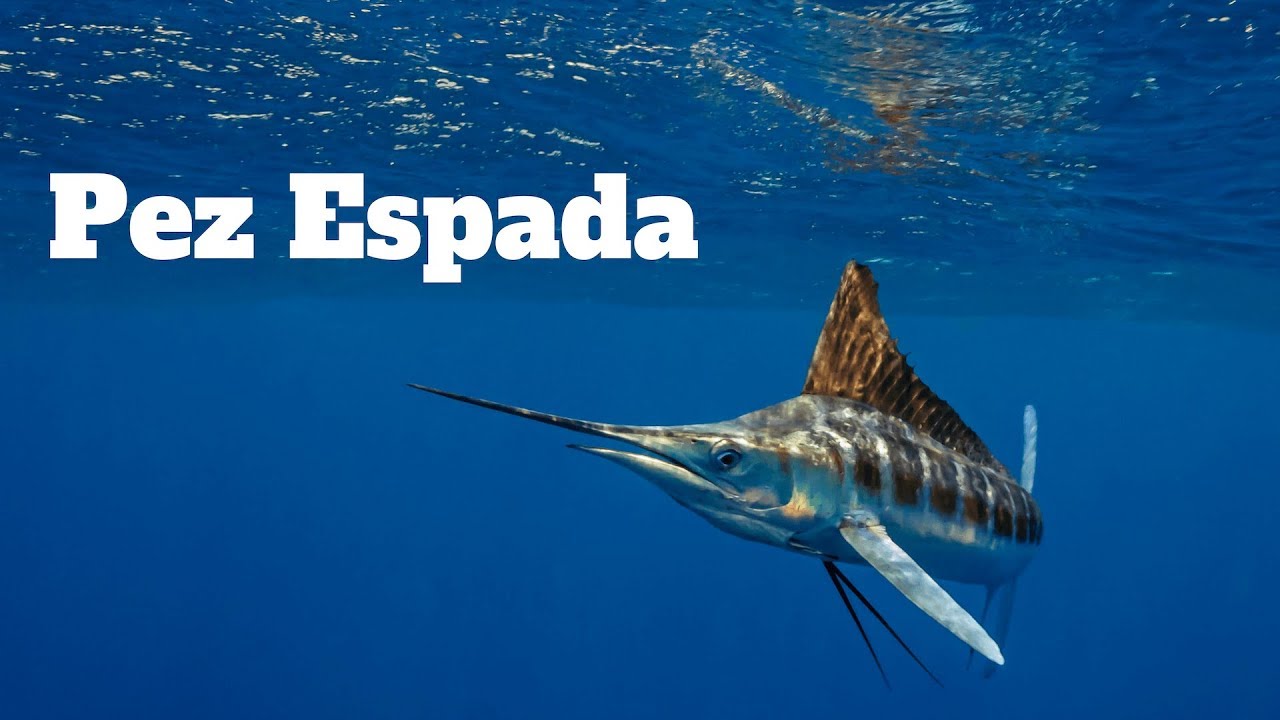 Pez Espada ⚔️ Pez Emperador ⚔️ El Pez de largo PICO YouTube Pez Espada ⚔️ Pez Emperador ⚔️ El Pez de largo PICO YouTube