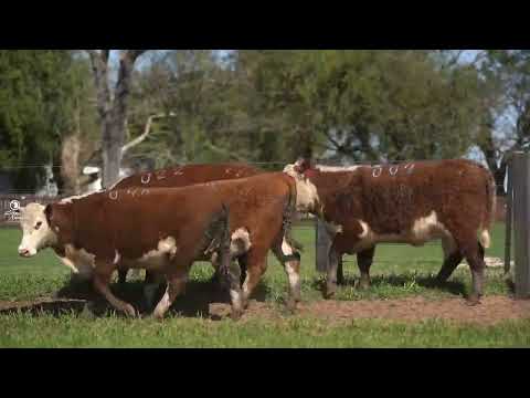 LOTE 2 NOVILHAS HEREFORD TAT   044   046   022   002