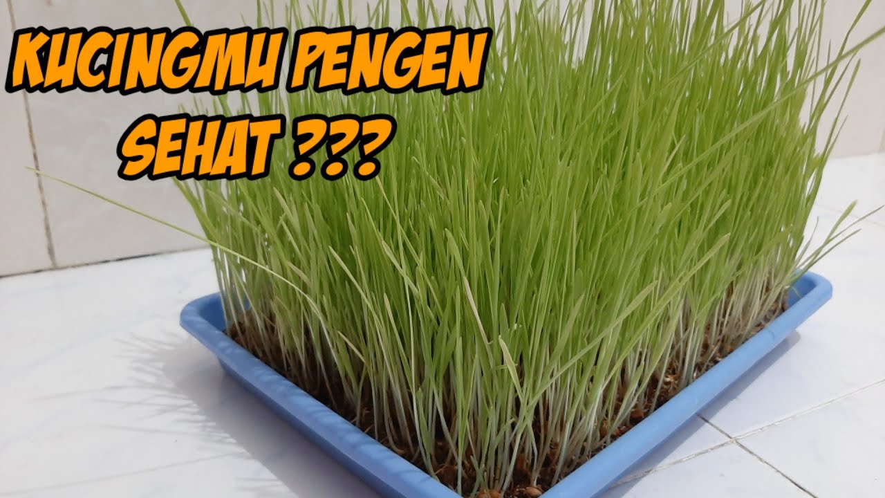 Menanam rumput gandum/wheatgrass tanpa tanah hanya 7 hari 