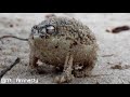 A Very Angry Frog.meme