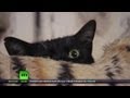 Meow! Secret Hermitage Helpers (RT Documentary)