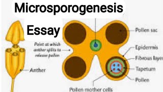 | Microsporogenesis - Essay Answered | S1 | Botany |