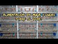 Alimentación en la muda y el doré.