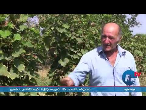 ღვინის კომპანიები რქაწითელს 35 თეთრად იბარებენ