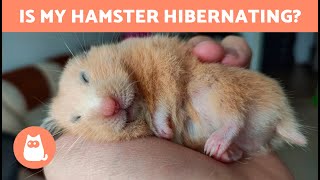 How Do I Know if My HAMSTER is HIBERNATING?