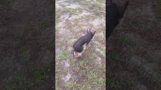 These walks mean the world to her. #Pigs #Berkshires #SickPig #FarmLife #Animals #FightingForLife
