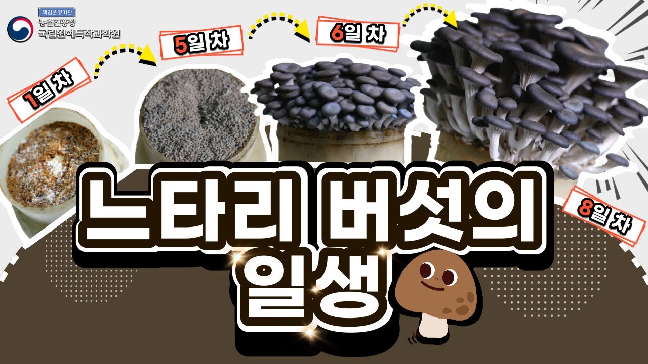 느타리버섯 재배 기술(feat. 일주일만에 쑥? 버섯의 일생!)
