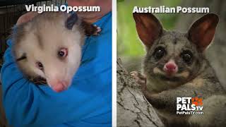 Possom Or Opossum????? by petpalstv No views 31 minutes ago 3 minutes, 31 seconds
