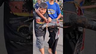 Download Lagu BOCIL SUITAN BAJU HITAM KETANGKAP PASUKAN MBEROT KALAP #bantengan #kalapan #shortvideo MP3