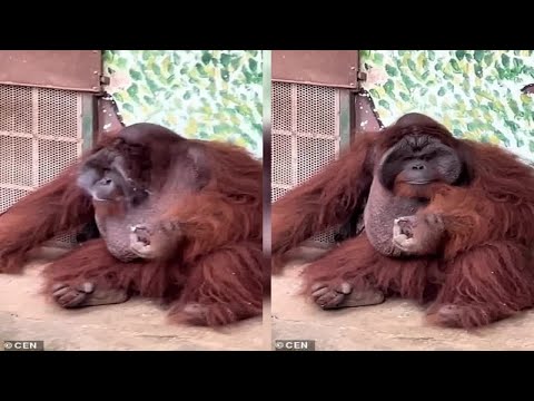 Heartbreaking moment orangutan is seen puffing on a cigarette at a Vietnam zoo... and even stubs it