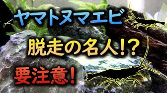 ヤマトヌマエビ Youtube