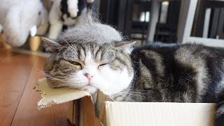 Fur beret and broken box and Maru.