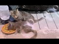 Highlight 57:58 - 1:02:58 from Kitty City is live! Dinner Time Ginger Ale and Friends