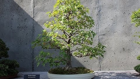 Deciduous Bonsai- Trident Maple Bonsai #1