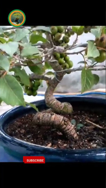BONSAI POHON ARA (TIN) #shorts #bonsaiart #bonsai