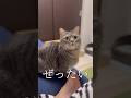 猫と飼い主の意思疎通したコミュニケーションがこちらです。#shorts #猫 #動物