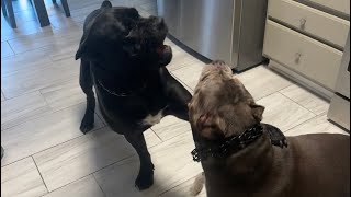 Full video 10mo Cane Corso takes on 7yr Bully‍ #canecorso #americanbully #dogmom #dog  #trending