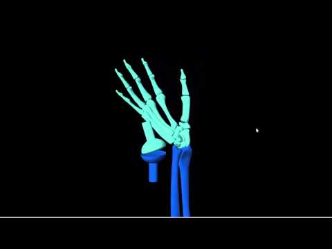 Video GIẢI PHẨU CƠ THỂ:CHI TRÊN HOẠT ĐỘNG KHỚP BÀN TAY... - youtube