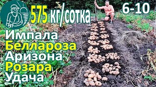 🥔 Harvesting 26 Potato Varieties in Hot Climates: Bellarosa, Rosara, Impala, Luck, Arizona