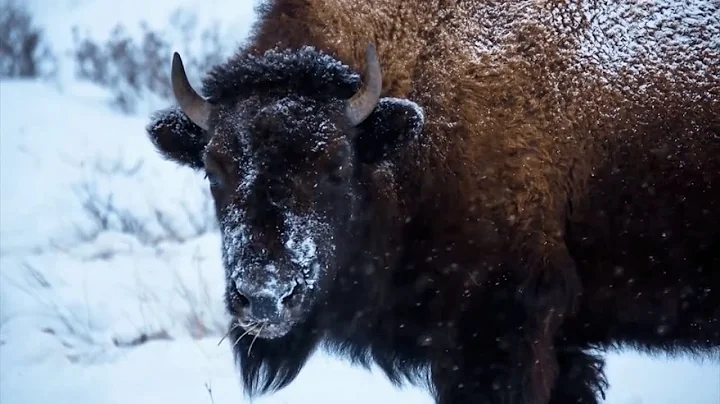 American Prairie Sues Montana Over Grazing Permits