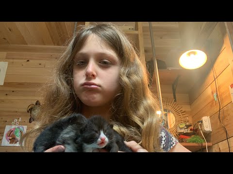 ASMR showing you the kittens ￼