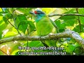 নীলকন্ঠ বসন্তবৌরি পাখির ডাক | Call Of Blue Throated Barbet 🐦🌿🌳