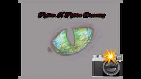 Python X Python Dreaming