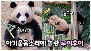 Download Lagu 이게 무슨소리야??👀 깜짝놀란 루이후이 그리고 후이의 대반란 MP3 Download Lagu 이게 무슨소리야??👀 깜짝놀란 루이후이 그리고 후이의 대반란 MP3